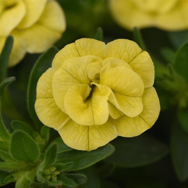MiniFamous® Neo Double Lemon Calibrachoa - Bloom