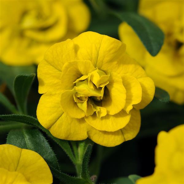 MiniFamous® Neo Double Deep Yellow Calibrachoa - Bloom