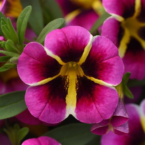 MiniFamous® Neo Pink Hawaii Calibrachoa - Bloom