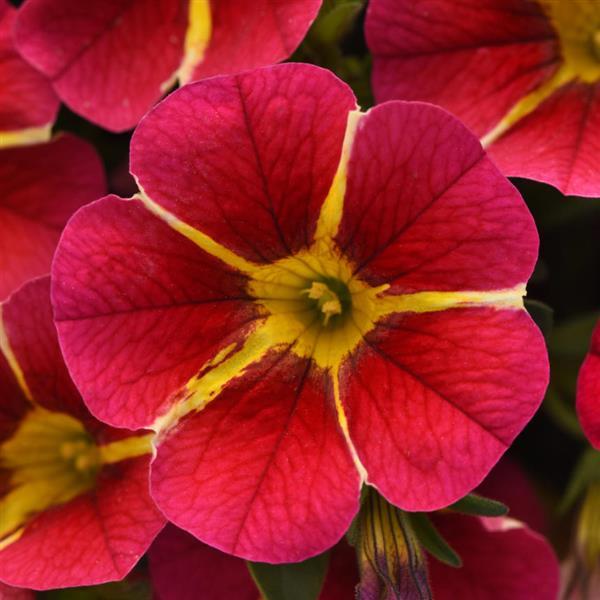 MiniFamous® Neo Red Hawaii Calibrachoa - Bloom