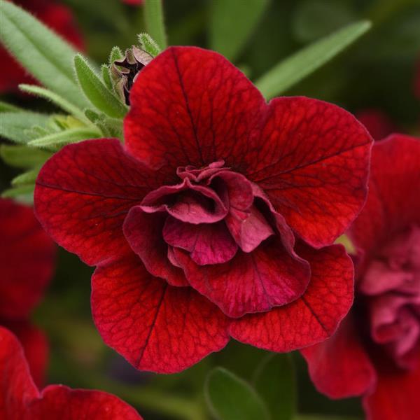 MiniFamous® Neo Double Red 25 Calibrachoa - Bloom
