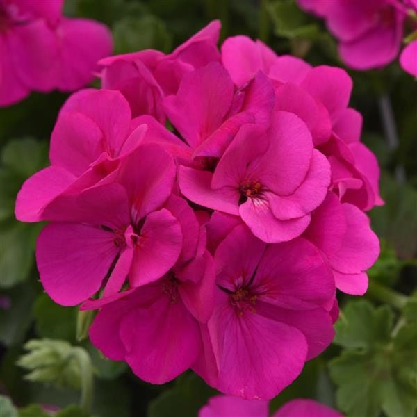 Marcada™ Electric Purple Interspecific Geranium - Bloom