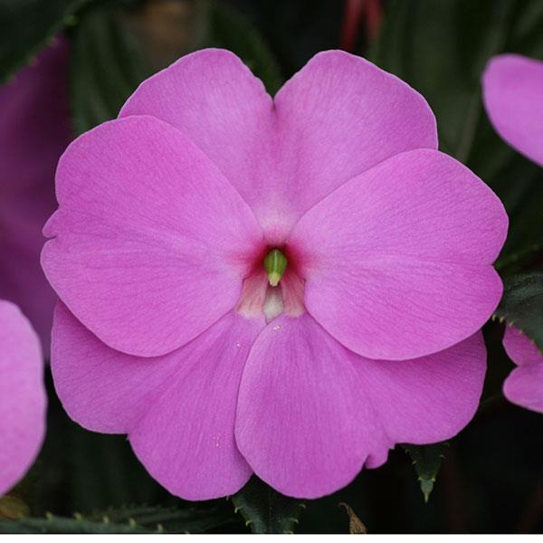 ImPower™ Lavender New Guinea Impatiens - Bloom