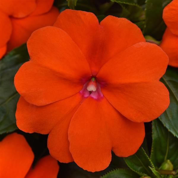 ImPower™ Orange New Guinea Impatiens - Bloom