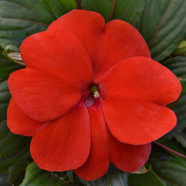 ImPower™ Red New Guinea Impatiens - Bloom