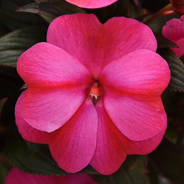 ImPower™ Red Flame New Guinea Impatiens - Bloom