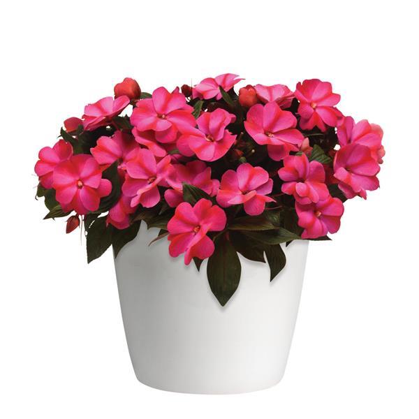 ImPower™ Red Flame New Guinea Impatiens - Container