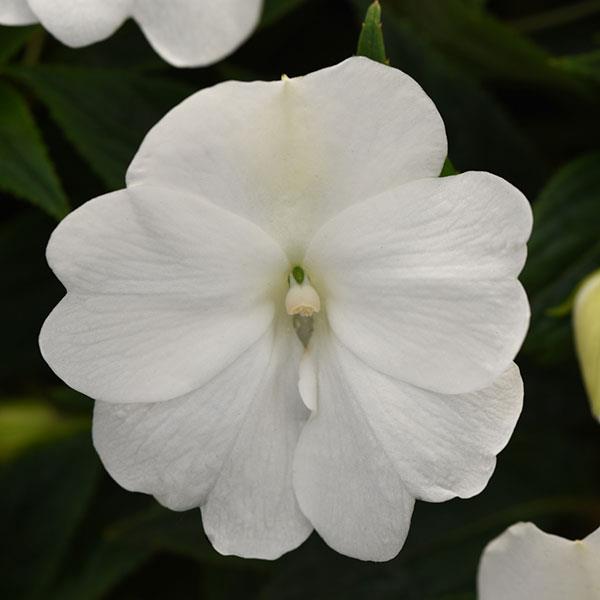 ImPower™ White New Guinea Impatiens - Bloom
