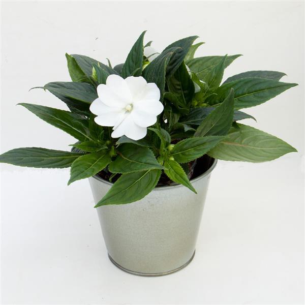 ImPower™ White New Guinea Impatiens - Container