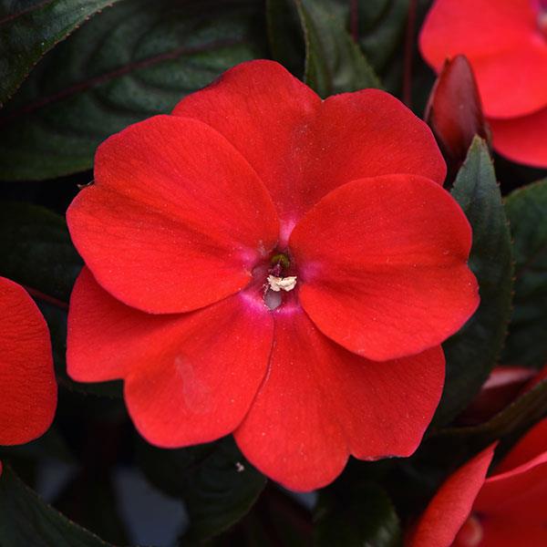ImPower™ Dark Red New Guinea Impatiens - Bloom