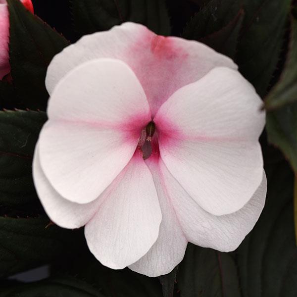 ImPower™ White Pink Eye New Guinea Impatiens - Bloom