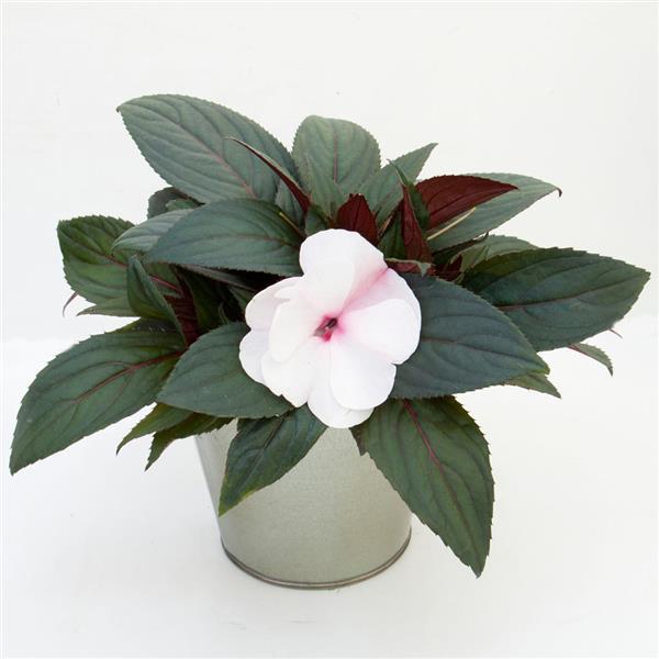 ImPower™ White Pink Eye New Guinea Impatiens - Container