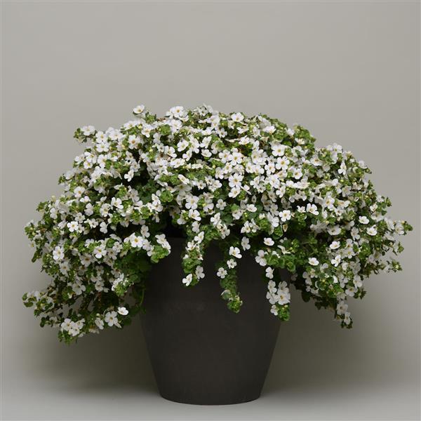 MegaCopa™ White Bacopa - Container