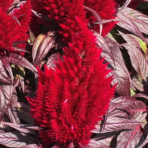 Floriosa Red Dark Leaf Celosia - Bloom