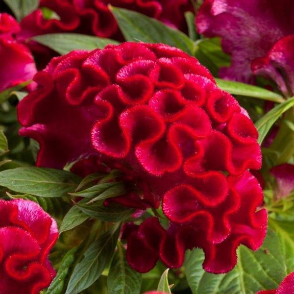 Twisted Strawberry Celosia - Bloom