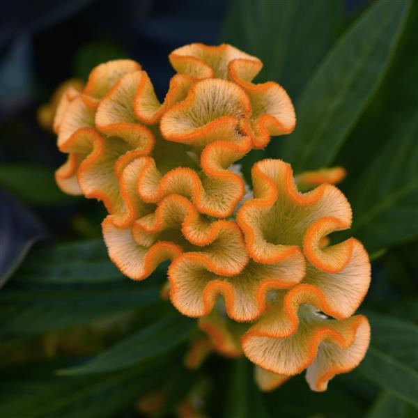 Twisted Yellow Celosia - Bloom