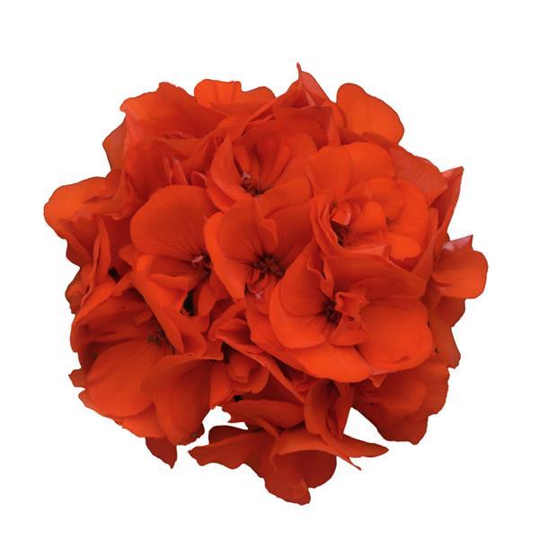 Dynamo™ Orange Zonal Geranium - Bloom