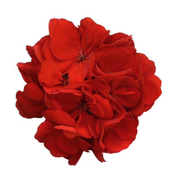 Dynamo™ Red Zonal Geranium - Bloom