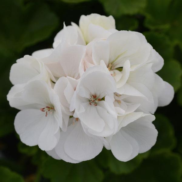 Dynamo™ White Zonal Geranium - Bloom