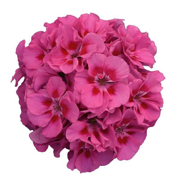 Dynamo™ Pink Flare Zonal Geranium - Bloom