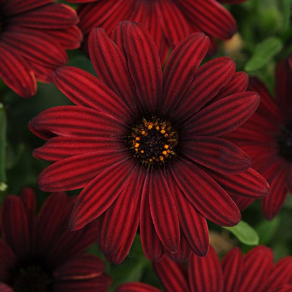 Serenity™ Red Osteospermum - Bloom