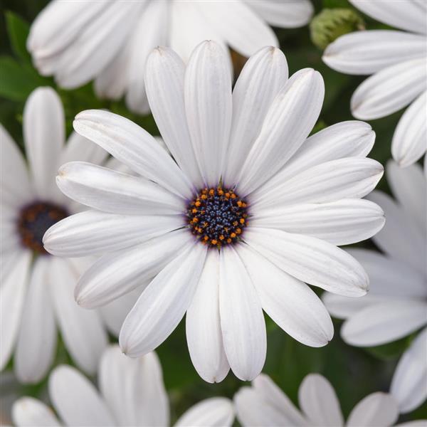 Serenity™ White Osteospermum - Bloom