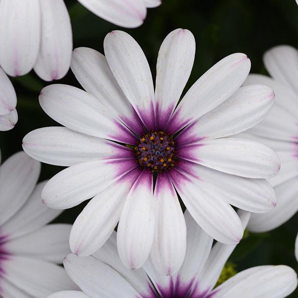 Serenity™ Lavender Frost Osteospermum - Bloom