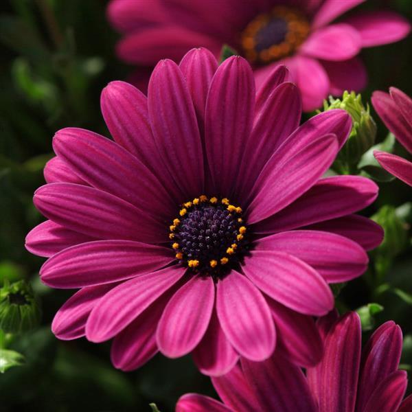 Serenity™ Dark Purple Osteospermum - Bloom