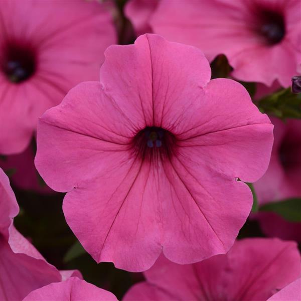 ColorRush™ Pink Petunia - Bloom