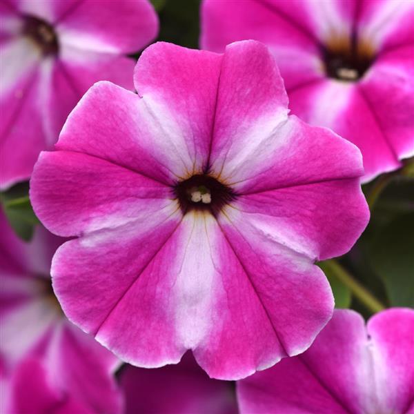 ColorRush™ Pink Star Petunia - Bloom
