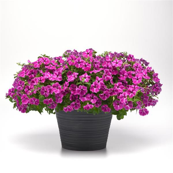 ColorRush™ Pink Star Petunia - Container