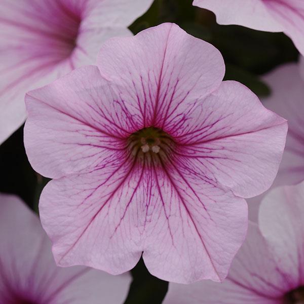 ColorRush™ Pink Vein Petunia - Bloom