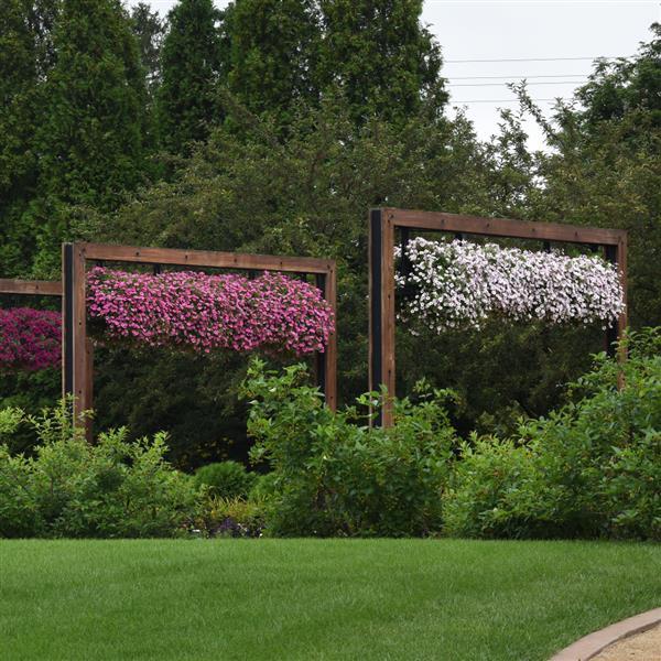 ColorRush™ Pink Vein Petunia - Landscape