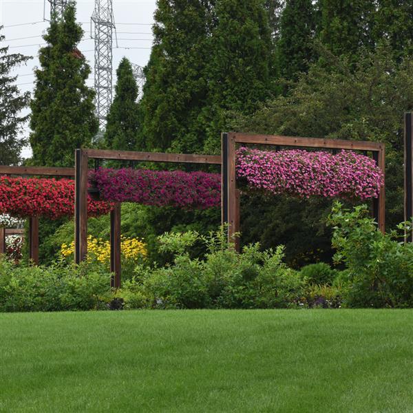 ColorRush™ Purple Petunia - Landscape