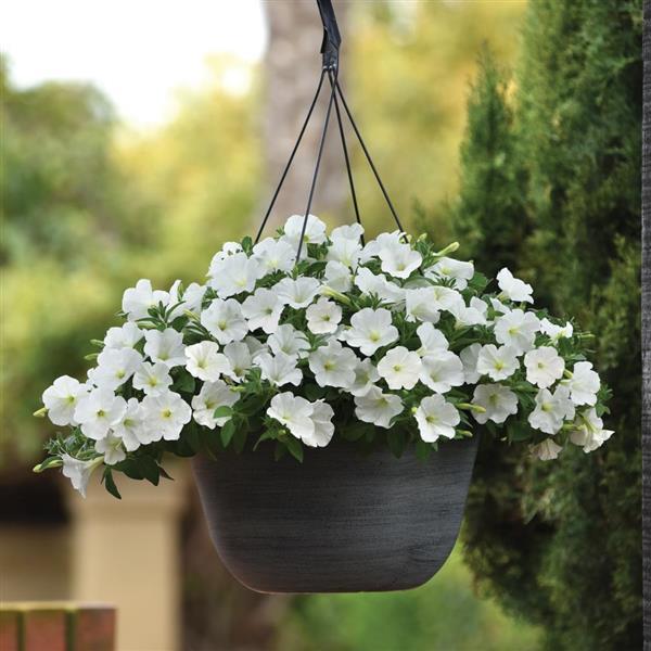 ColorRush™ White Petunia - Basket