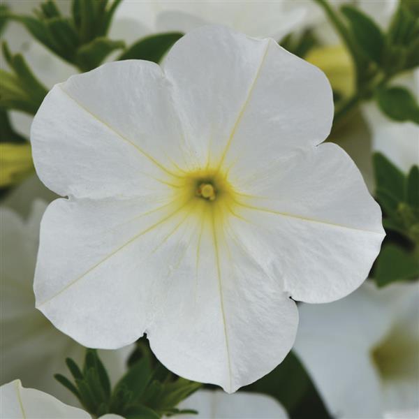 ColorRush™ White Petunia - Bloom