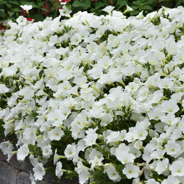 ColorRush™ White Petunia - Commercial Landscape 2