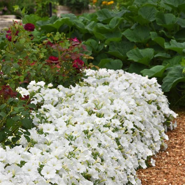 ColorRush™ White Petunia - Landscape