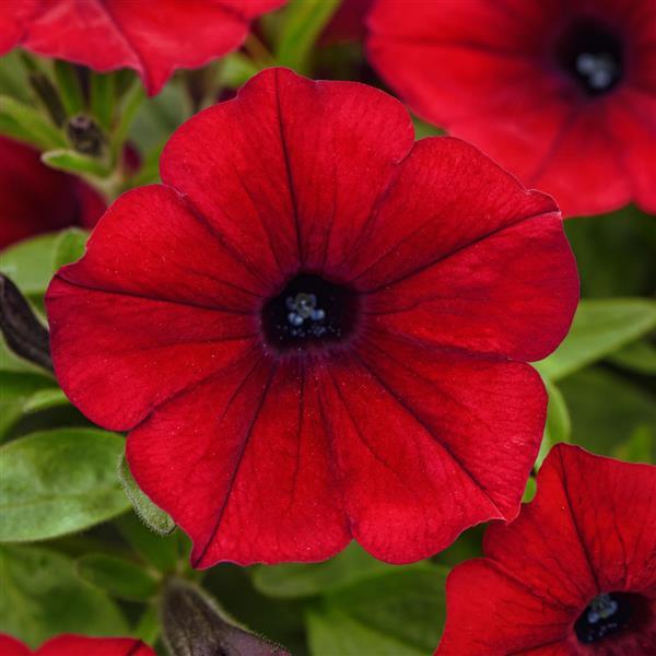 ColorRush™ Red Improved Petunia - Bloom