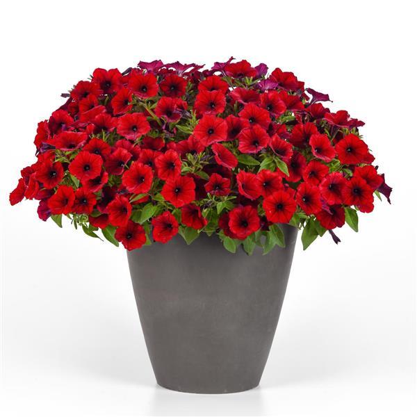 ColorRush™ Red Improved Petunia - Container