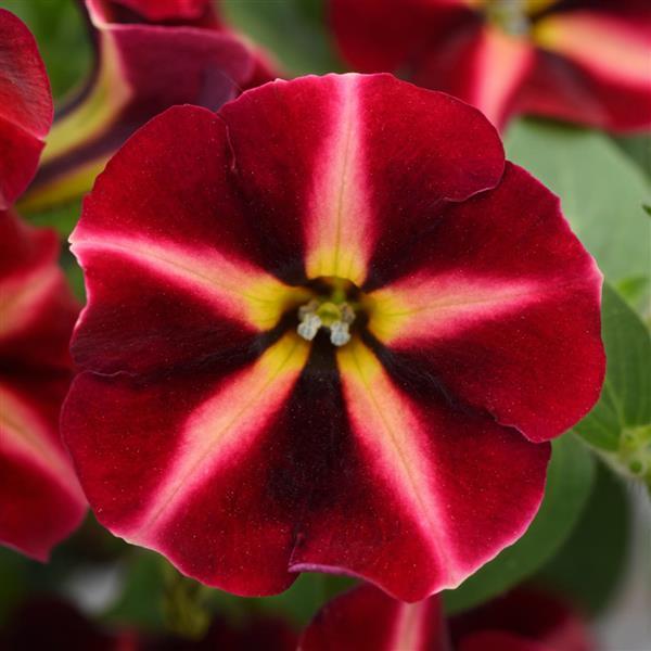 ColorRush™ Merlot Star Petunia - Bloom