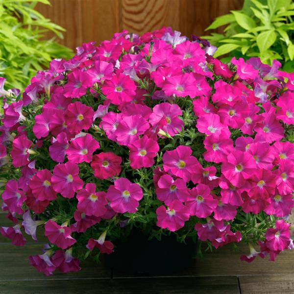 SuperCal® Rose Petchoa - Container