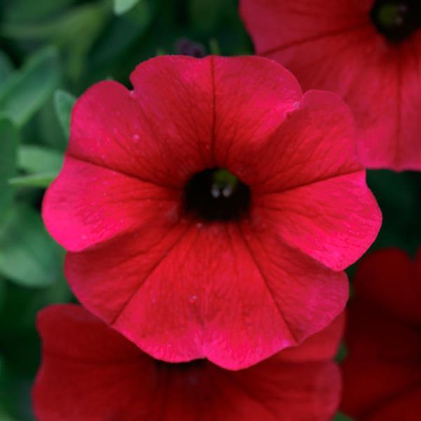 SuperCal® Royal Red Petchoa - Bloom