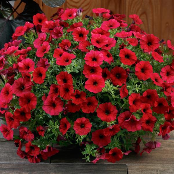 SuperCal® Royal Red Petchoa - Container