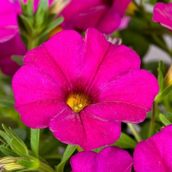 SuperCal® Violet Petchoa - Bloom