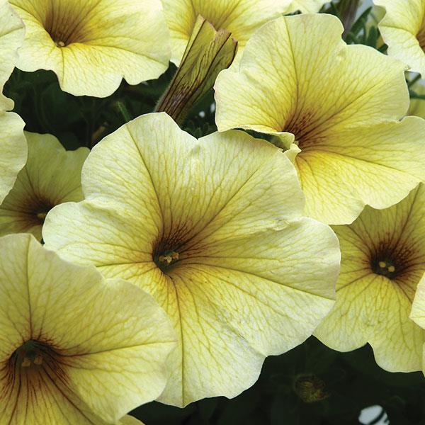 SuperCal® Light Yellow Petchoa - Bloom