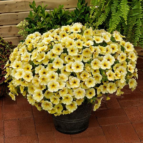 SuperCal® Light Yellow Petchoa - Container