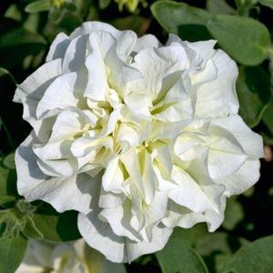 SweetSunshine™ White Petunia - Bloom