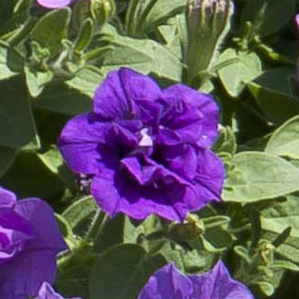 SweetSunshine™ Provence Petunia - Bloom