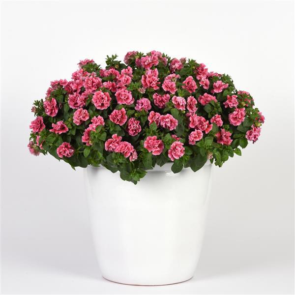SweetSunshine™ Pink+Red Vein Petunia - Container